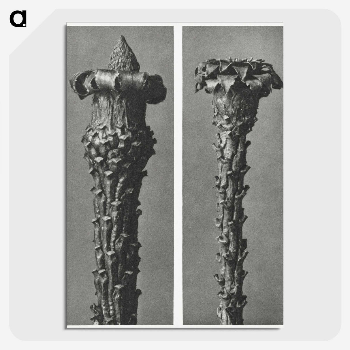 2-28_Karl-Blossfeldt_picture-crop