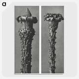 2-28_Karl-Blossfeldt_picture-crop