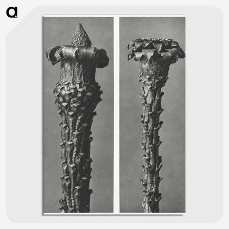 2-28_Karl-Blossfeldt_picture-crop