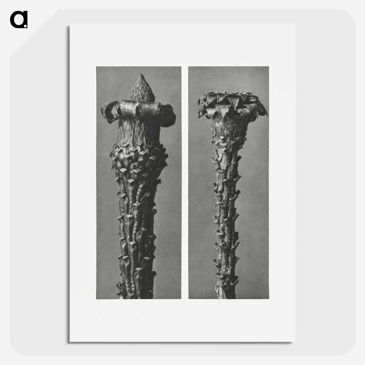 2-28_Karl-Blossfeldt_picture