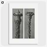 2-28_Karl-Blossfeldt_picture