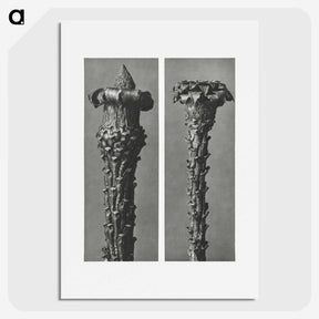 2-28_Karl-Blossfeldt_picture