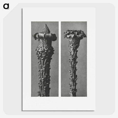 2-28_Karl-Blossfeldt_picture