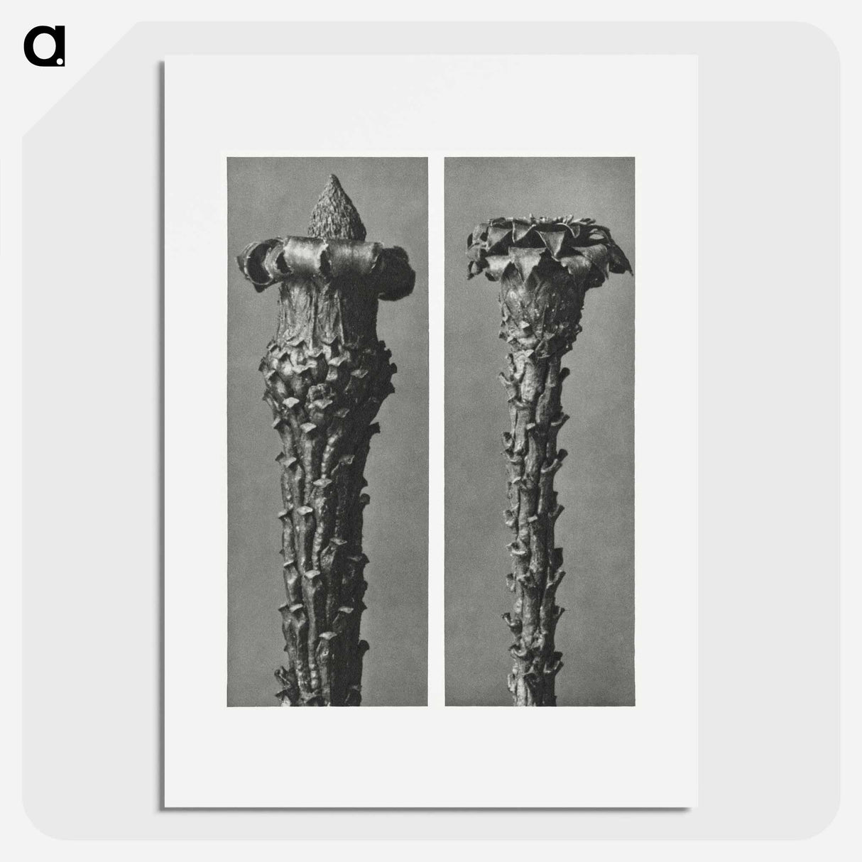 Picea Excelsa (Silver Fir or Red Variety) young shoots with the needles removed enlarged 10 times - カール ブロスフェルト Poster.