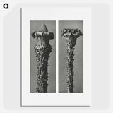 Picea Excelsa (Silver Fir or Red Variety) young shoots with the needles removed enlarged 10 times - カール ブロスフェルト Poster.