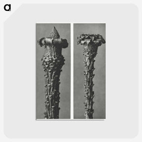 2-28_Karl-Blossfeldt_postcard