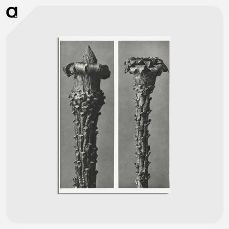 アートポストカード-Picea Excelsa (Silver Fir or Red Variety) young shoots with the needles removed enlarged 10 times - カール ブロスフェルト Postcard.