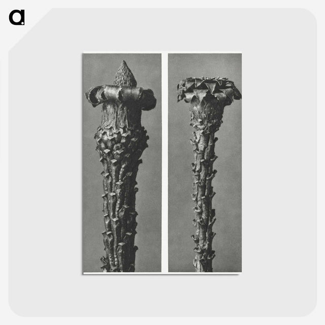 2-28_Karl-Blossfeldt_postcard