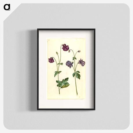 2-28_Maria-Sibylla-Merian_blk