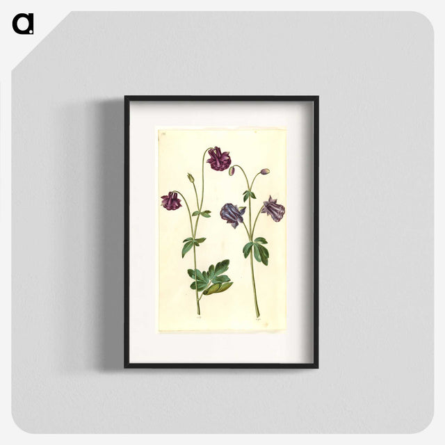 2-28_Maria-Sibylla-Merian_blk