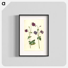 アートポスター-Aquilegia vulgaris
 - マリア ジビーラ メーリアン Poster.