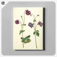 アートパネル-Aquilegia vulgaris
 - マリア ジビーラ メーリアン Canvas.