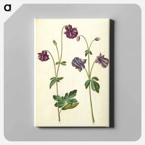 アートパネル-Aquilegia vulgaris
 - マリア ジビーラ メーリアン Canvas.
