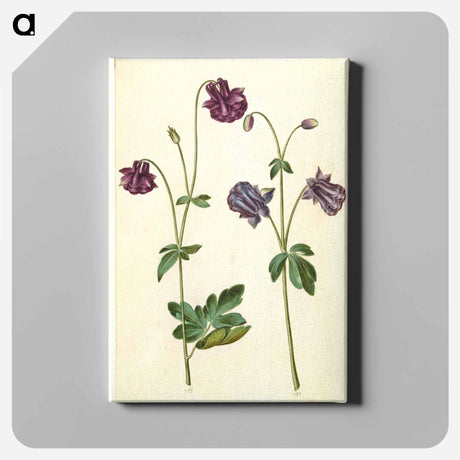 アートパネル-Aquilegia vulgaris
 - マリア ジビーラ メーリアン Canvas.