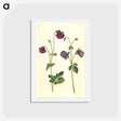アートポストカード-Aquilegia vulgaris
 - マリア ジビーラ メーリアン Postcard.