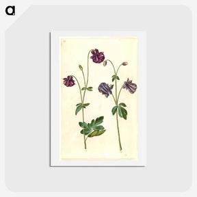 アートポストカード-Aquilegia vulgaris
 - マリア ジビーラ メーリアン Postcard.