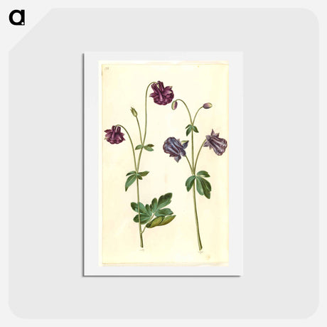 アートポストカード-Aquilegia vulgaris
 - マリア ジビーラ メーリアン Postcard.
