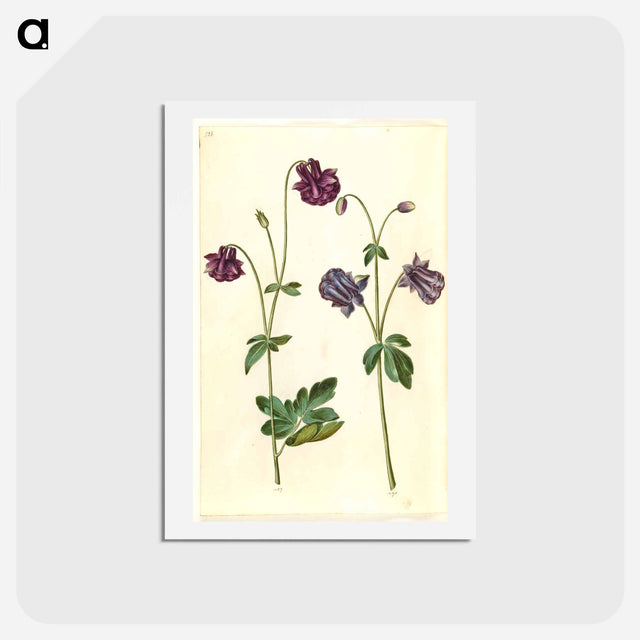 アートポストカード-Aquilegia vulgaris
 - マリア ジビーラ メーリアン Postcard.