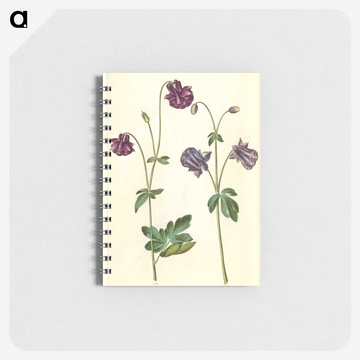 2-28_Maria-Sibylla-Merian_memo