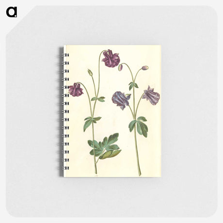2-28_Maria-Sibylla-Merian_memo