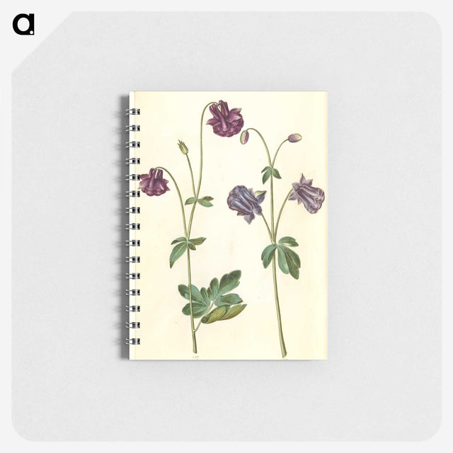 2-28_Maria-Sibylla-Merian_memo