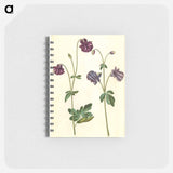 アートメモ帳-Aquilegia vulgaris
 - マリア ジビーラ メーリアン Memo.
