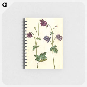 アートメモ帳-Aquilegia vulgaris
 - マリア ジビーラ メーリアン Memo.