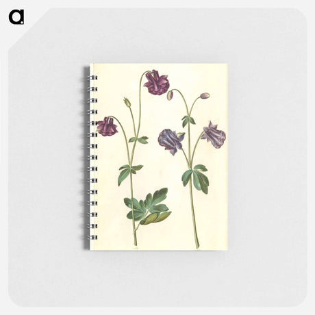 アートメモ帳-Aquilegia vulgaris
 - マリア ジビーラ メーリアン Memo.