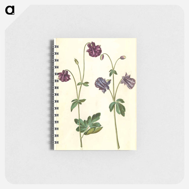 アートメモ帳-Aquilegia vulgaris
 - マリア ジビーラ メーリアン Memo.