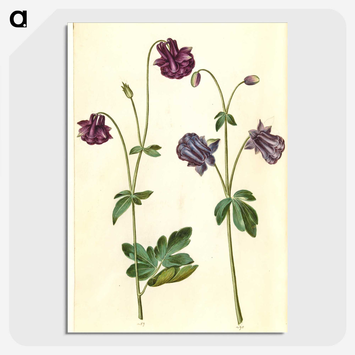 2-28_Maria-Sibylla-Merian_picture-crop