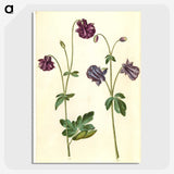 2-28_Maria-Sibylla-Merian_picture-crop