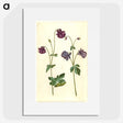 2-28_Maria-Sibylla-Merian_picture