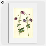 2-28_Maria-Sibylla-Merian_picture
