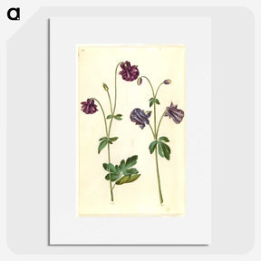 2-28_Maria-Sibylla-Merian_picture