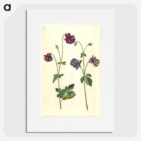 2-28_Maria-Sibylla-Merian_picture