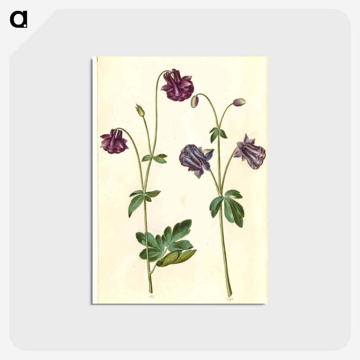 アートポストカード-Aquilegia vulgaris
 - マリア ジビーラ メーリアン Postcard.