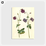 アートポストカード-Aquilegia vulgaris
 - マリア ジビーラ メーリアン Postcard.