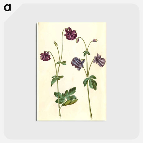 アートポストカード-Aquilegia vulgaris
 - マリア ジビーラ メーリアン Postcard.