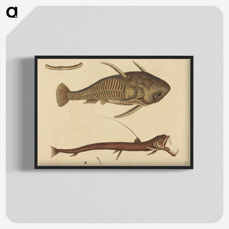 2-28_Mark-Catesby_blk-crop