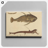 2-28_Mark-Catesby_canvas