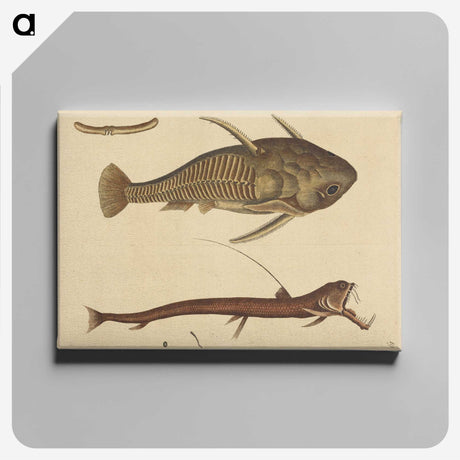 2-28_Mark-Catesby_canvas