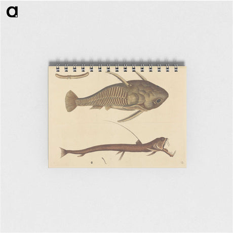 2-28_Mark-Catesby_memo