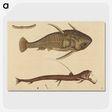 2-28_Mark-Catesby_picture-crop