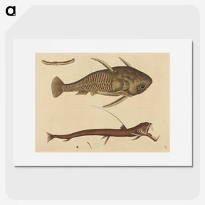 2-28_Mark-Catesby_picture