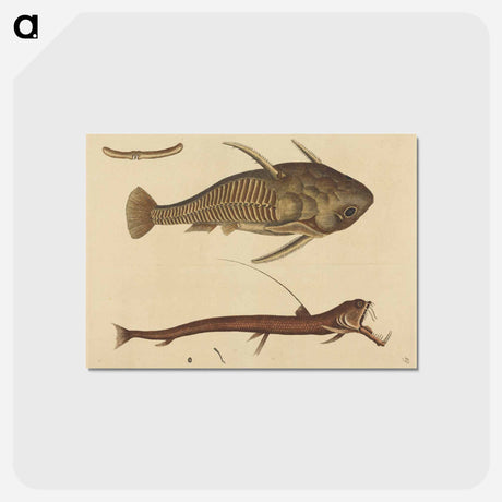 アートポストカード-The Viper-mouth
 - マーク ケイツビー Postcard.