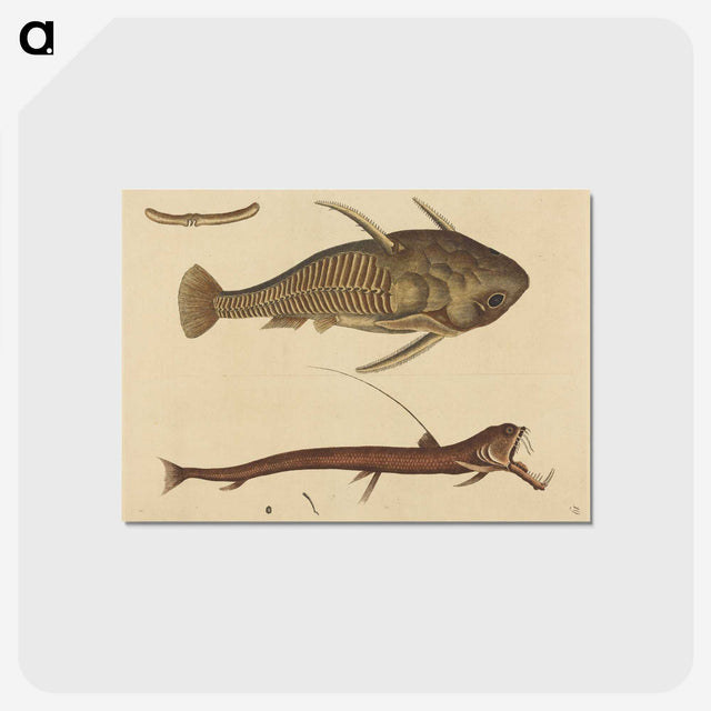 2-28_Mark-Catesby_postcard