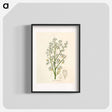 アートポスター-Mahogany Illustration
 - 薬用植物学 Poster.