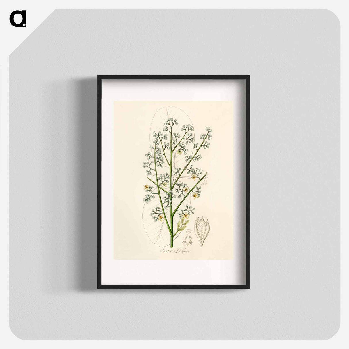 アートポスター-Mahogany Illustration
 - 薬用植物学 Poster.
