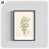 アートポスター-Mahogany Illustration
 - 薬用植物学 Poster.