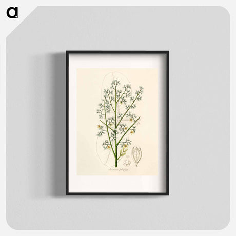 アートポスター-Mahogany Illustration
 - 薬用植物学 Poster.